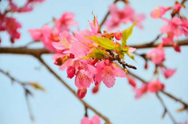 三月到宜昌枝江问安同心花海看樱花，宜昌樱花观赏地同心花海
